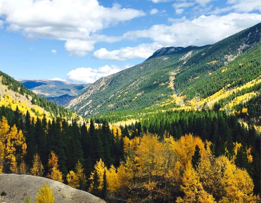 An expansive fall view in Colorado with groves of golden Aspen trees mixed in with green pine and the mountains beyond.